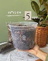 Прозорий горщик 19,0*15,0см 5 шт.