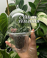 Стакан-теплиця 1 шт.