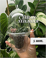 Стакан-теплиця 5 шт.